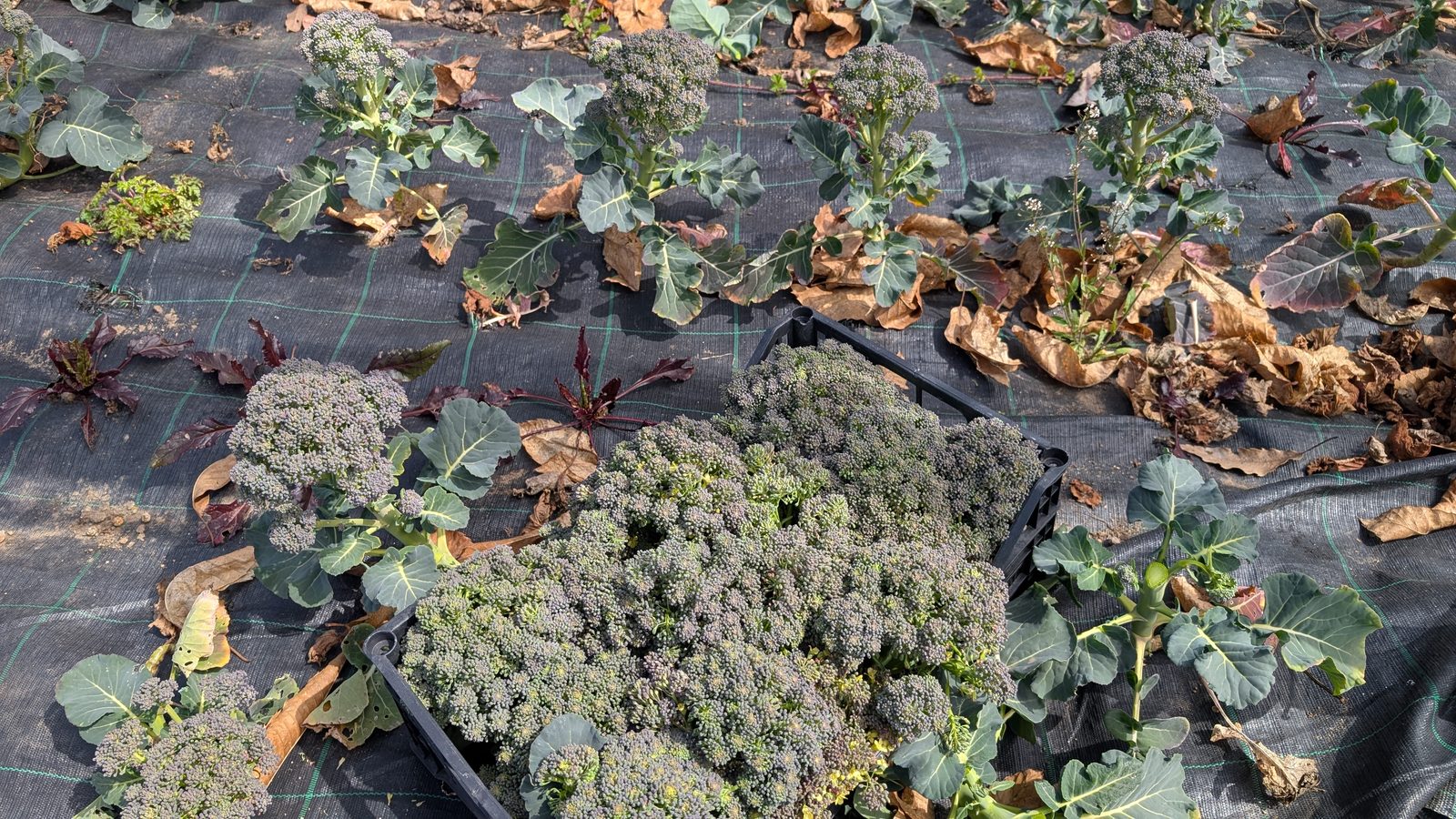 Frische Brokkoli-Ernte vom Rastenfeldhof